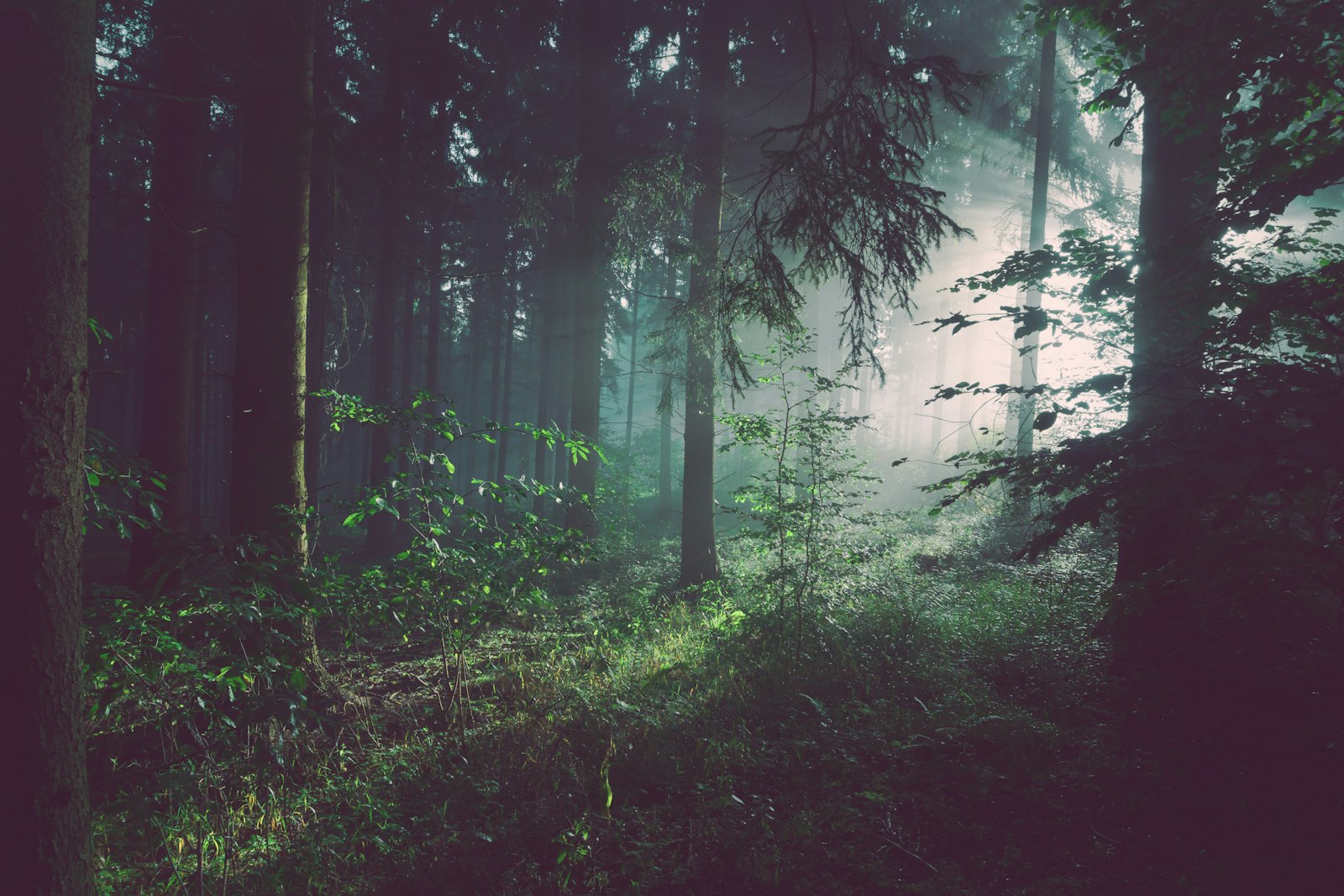 Two trees in soft mist &mdash; quiet connection